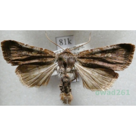 Cerastis leucographa (Denis & Schiffermüller, 1775) Austria81k